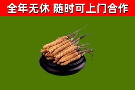 建华回收冬虫夏草